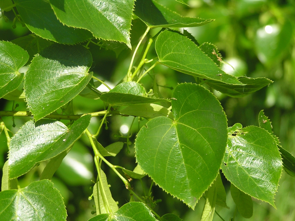 Tilia x euchlora