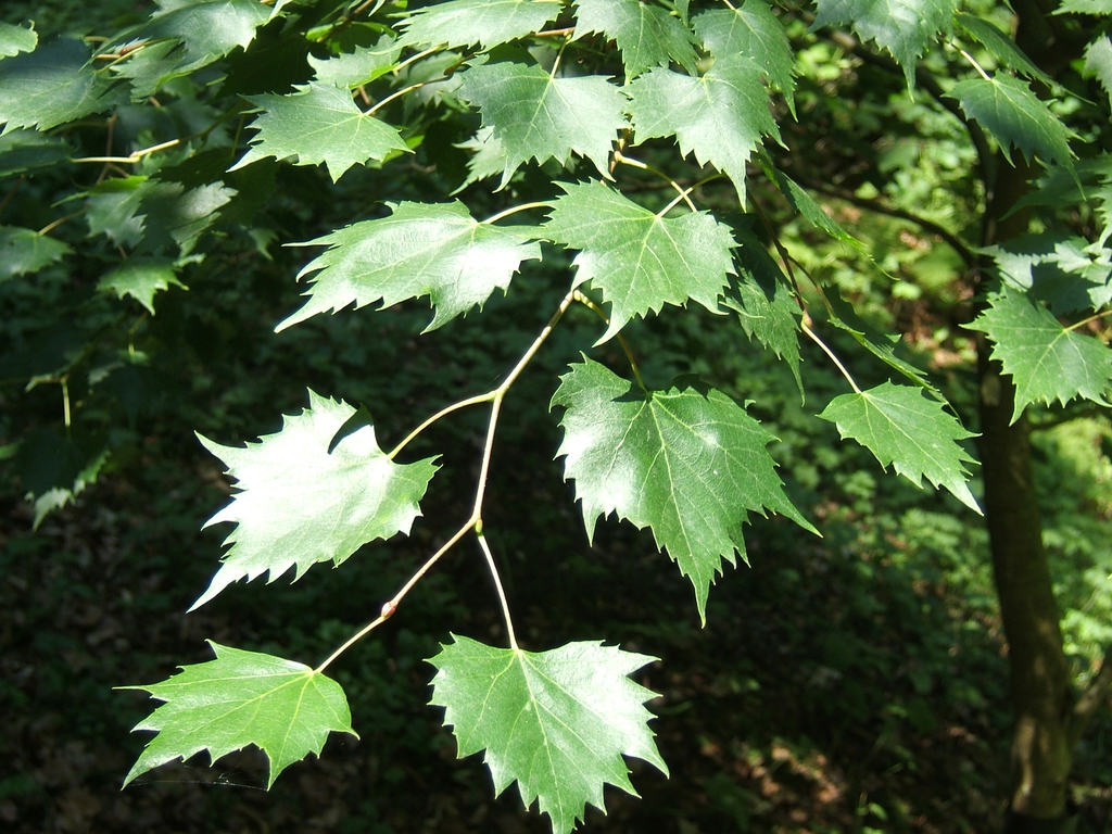 Leaves attached to stem in alternate arrangement
