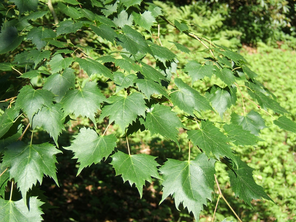 Leaves