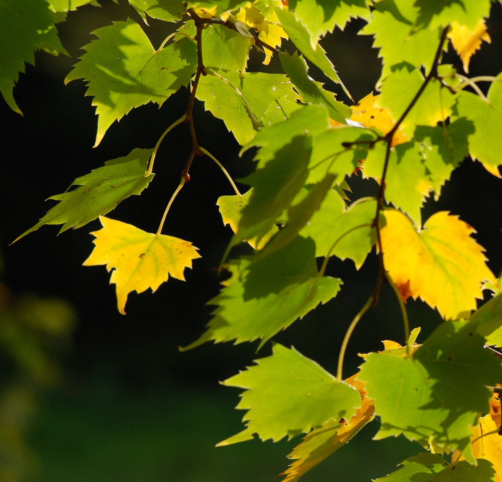 Leaves