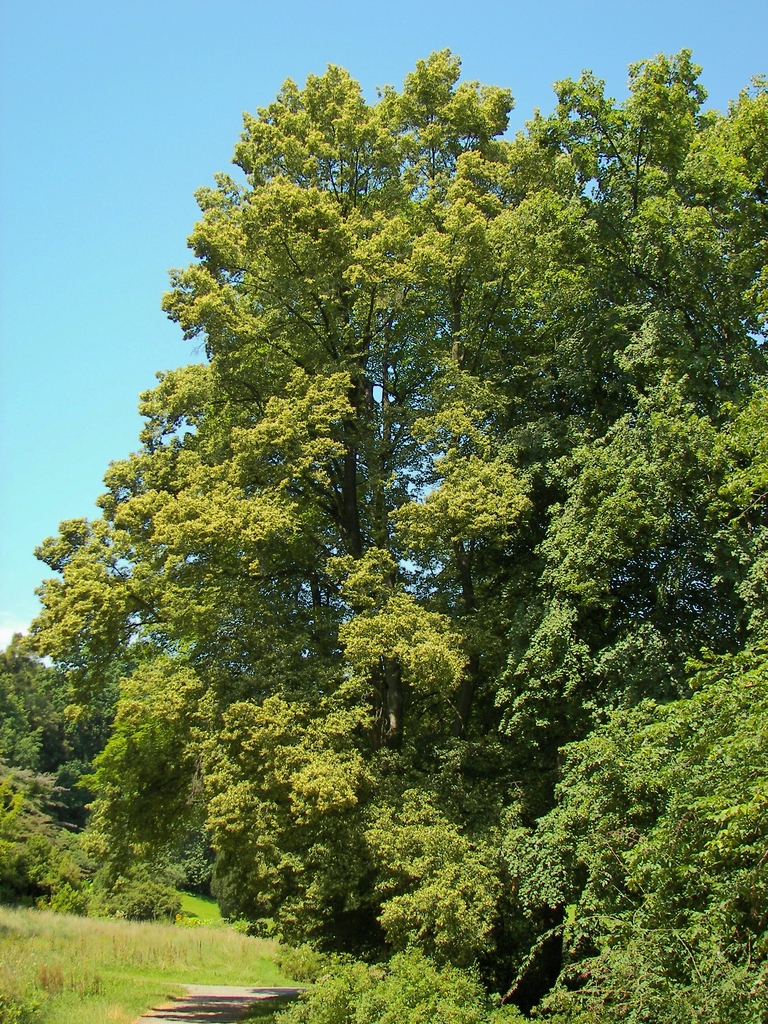 Form