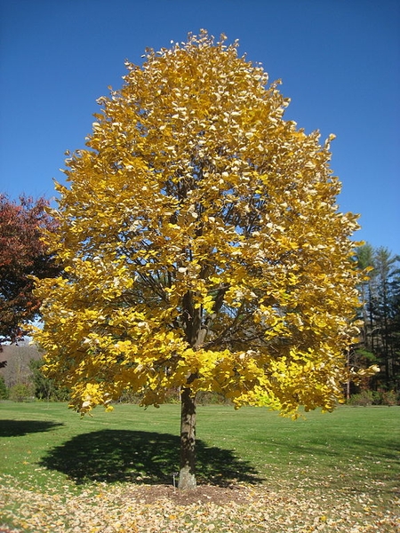 Tilia tomentosa