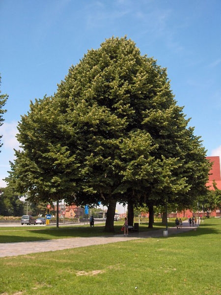 Tilia tomentosa