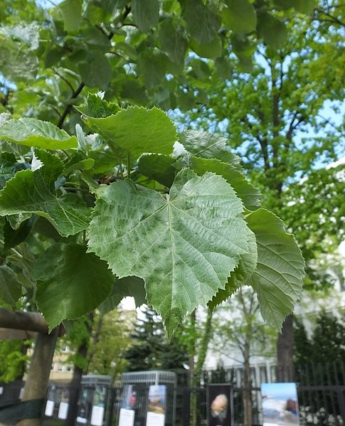 Tilia tomentosa