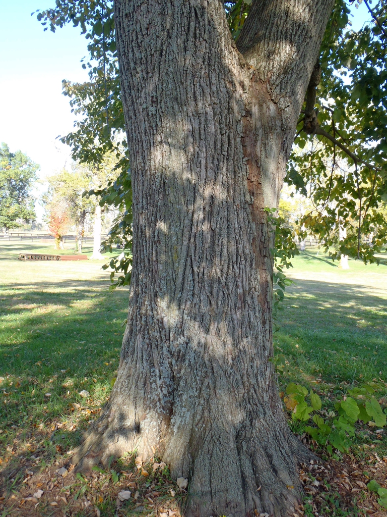 Tilia tomentosa