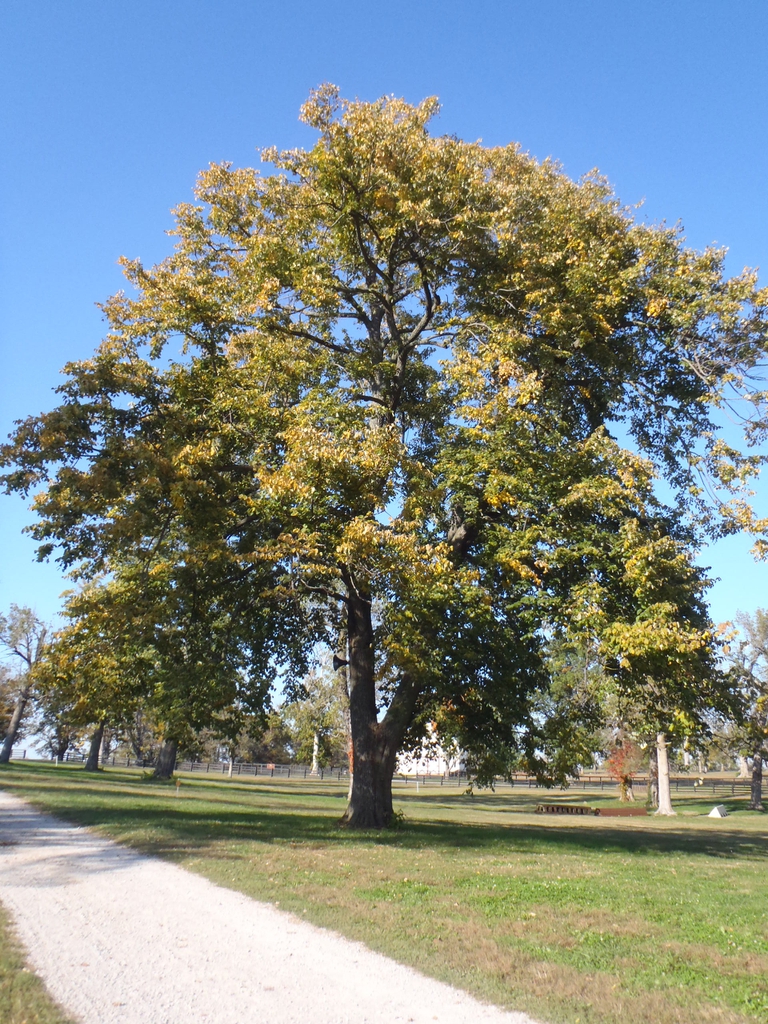Tilia tomentosa