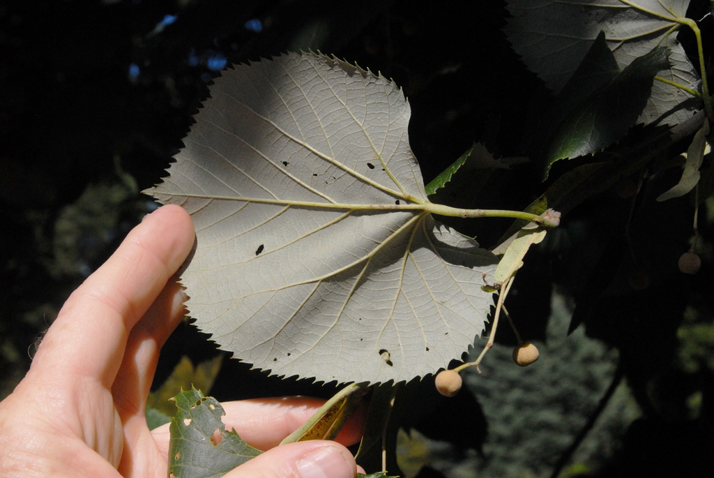 Tilia tomentosa