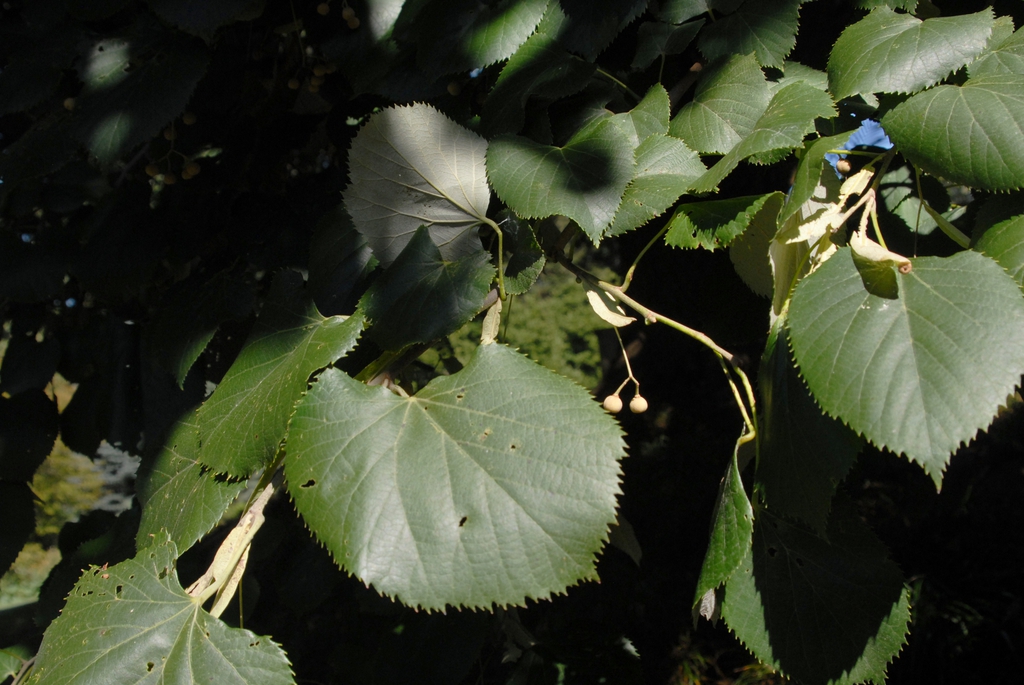 Tilia tomentosa