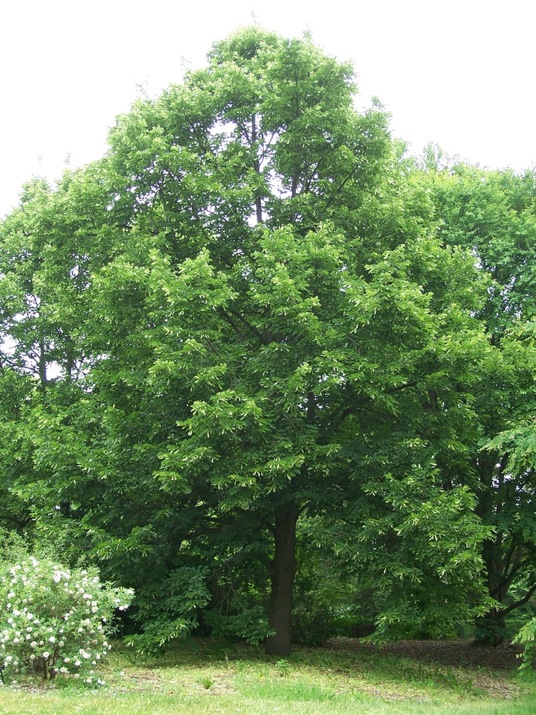 Tilia x euchlora