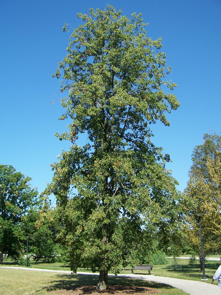 Form