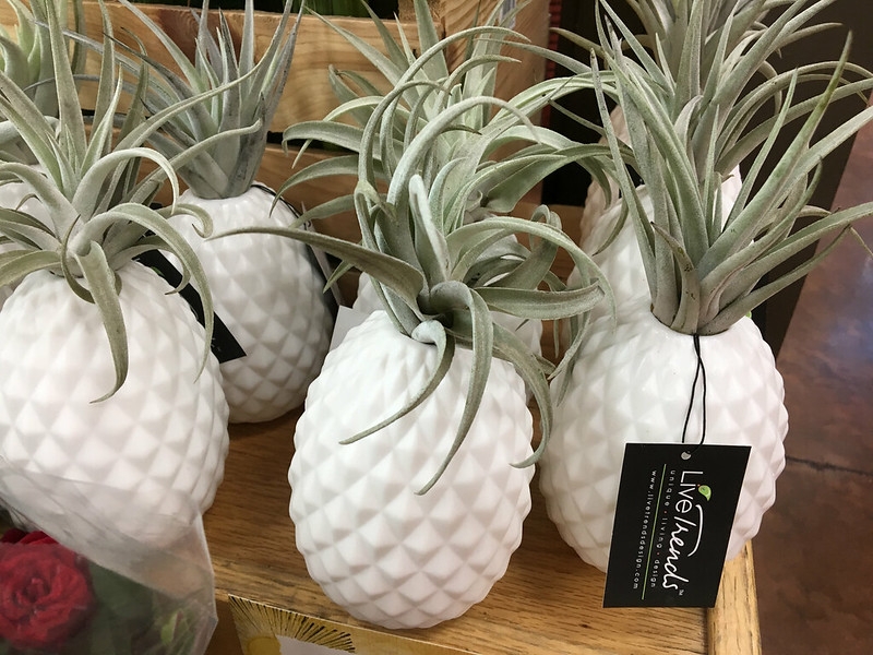 Small white ceramic pots like pineapples with Tillandsia tops.
