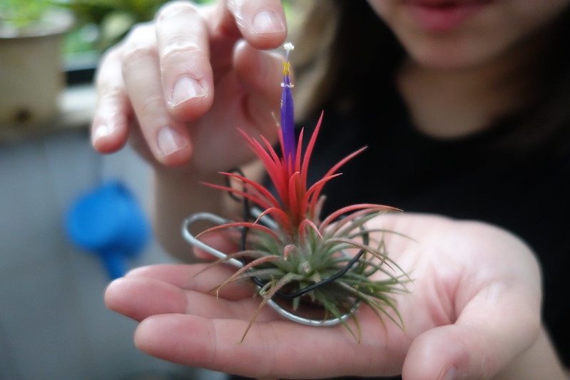 Open hand holding a small plant with a single violet flower.