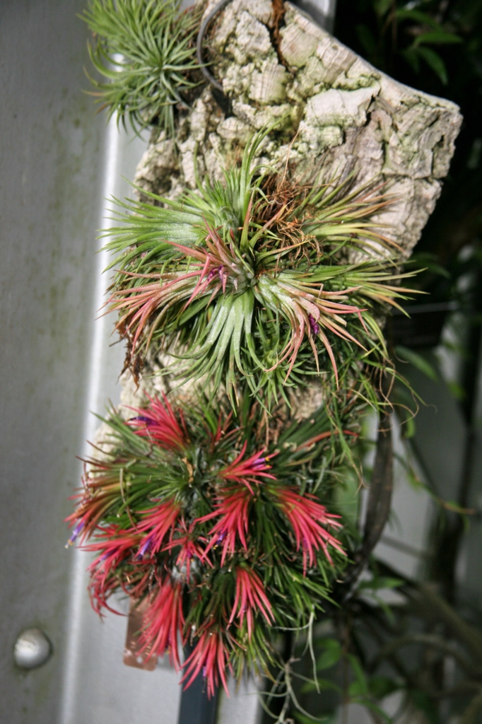 Clumps mounted