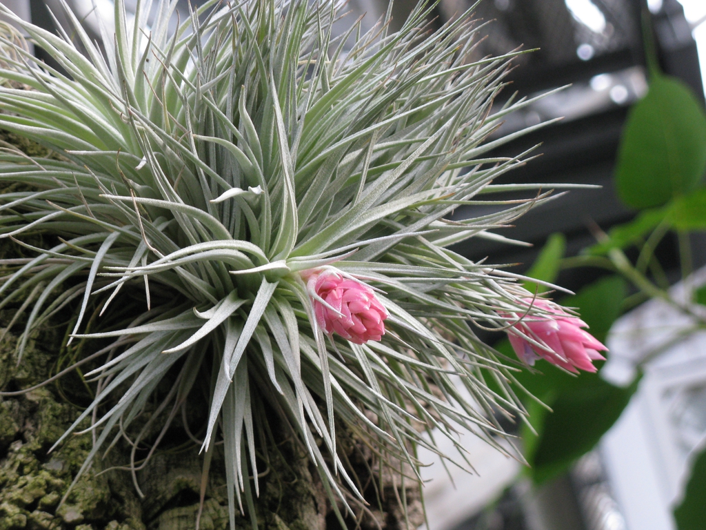 Plant