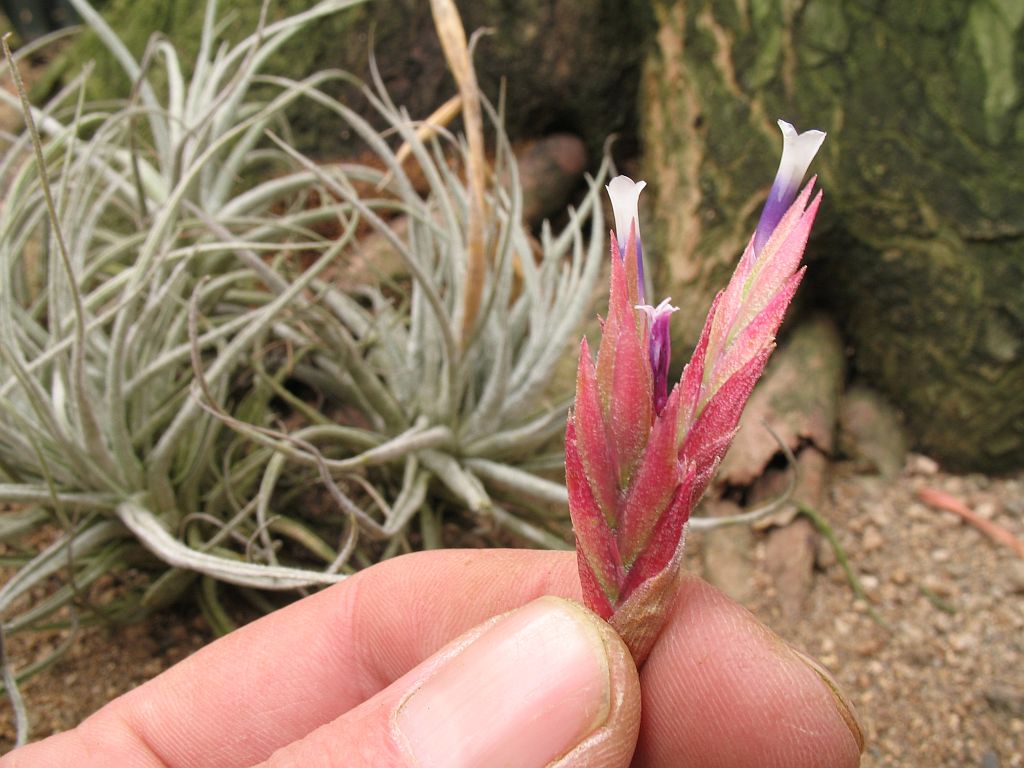 Close up of flower