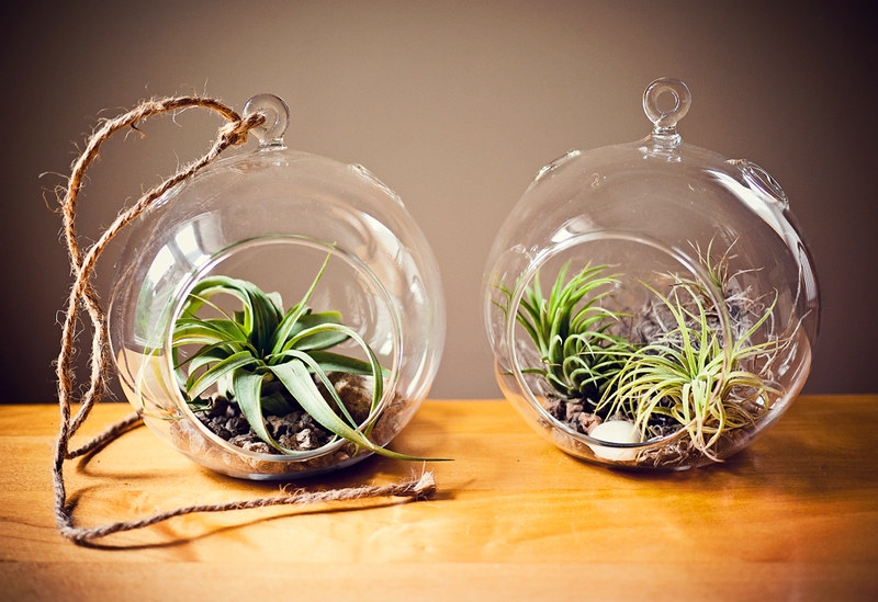 Two globe terraria with air plants inside.