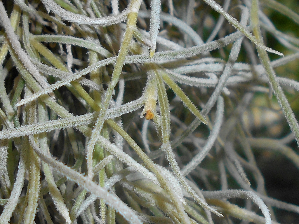 Scales