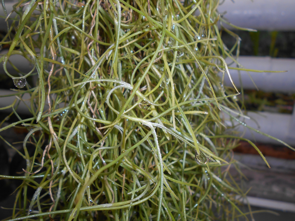 Leaves and stem