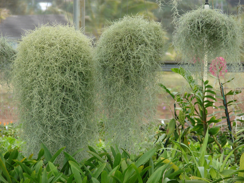Form