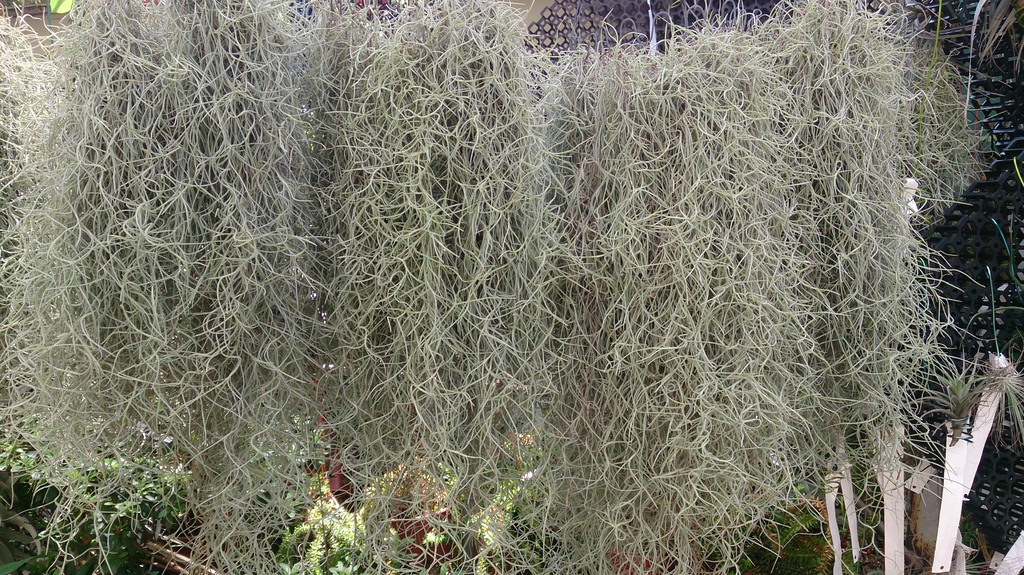 Form