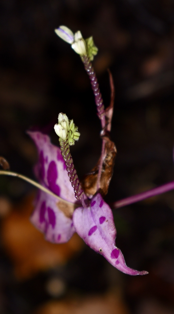 Flower Close-up (Wake County, NC)-Late Summer