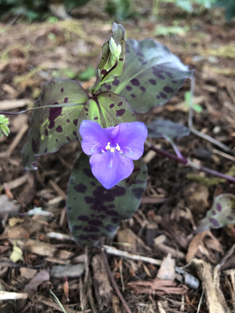 Flower and Leaves (Wake County, NC)