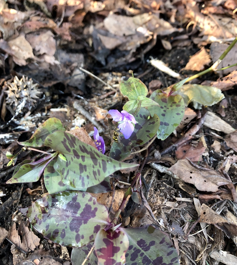 Form (Wake County, NC)-Mid Fall