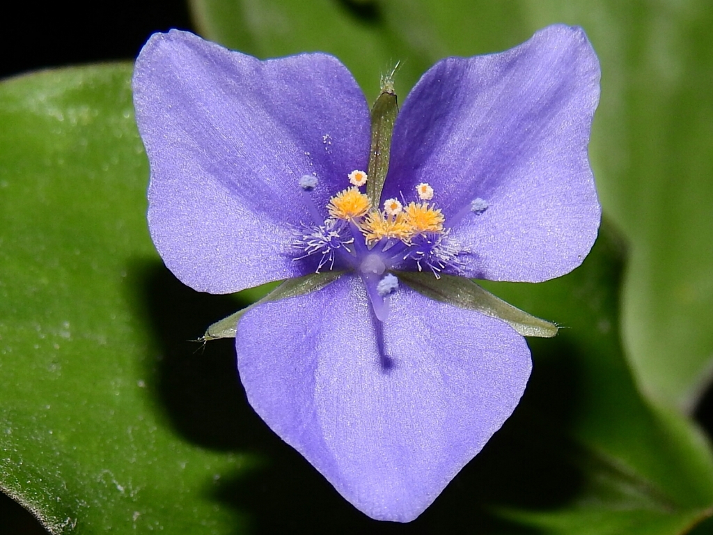 Flower detail
