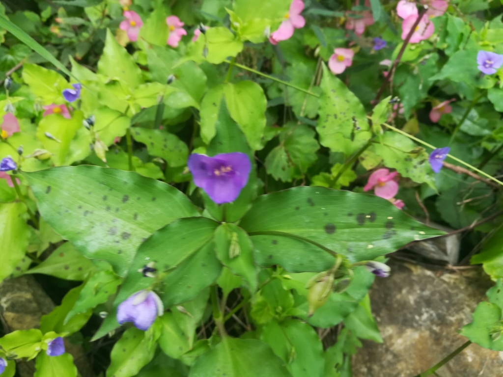 Form in bloom