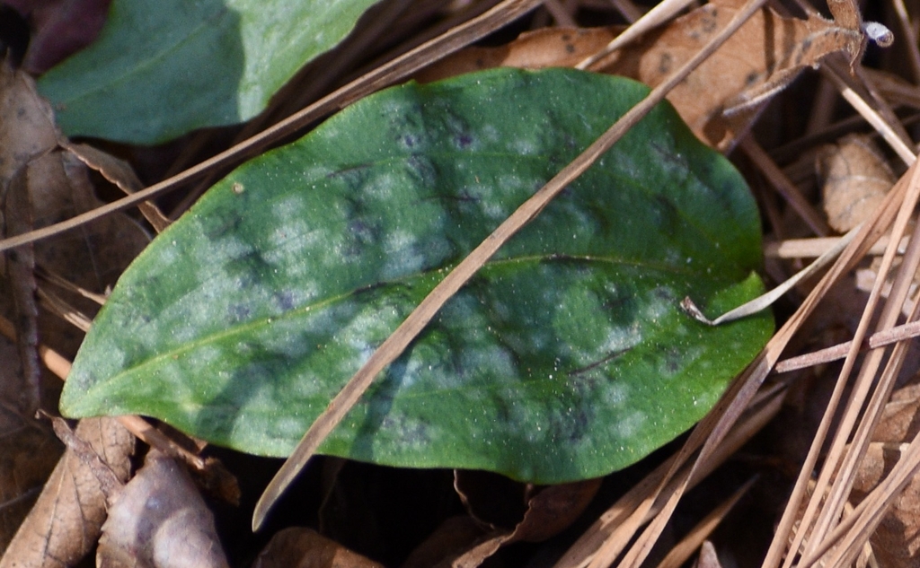 Leaf - Winter - Halifax Co., NC