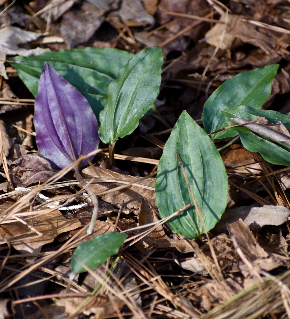 Leaf underside - February - Halifax Co., NC