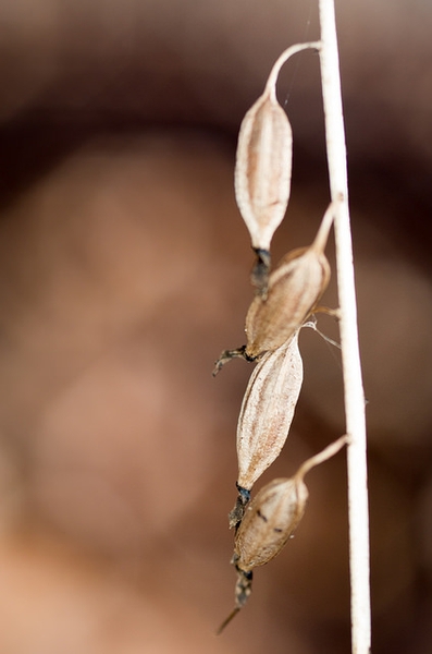 Fruit