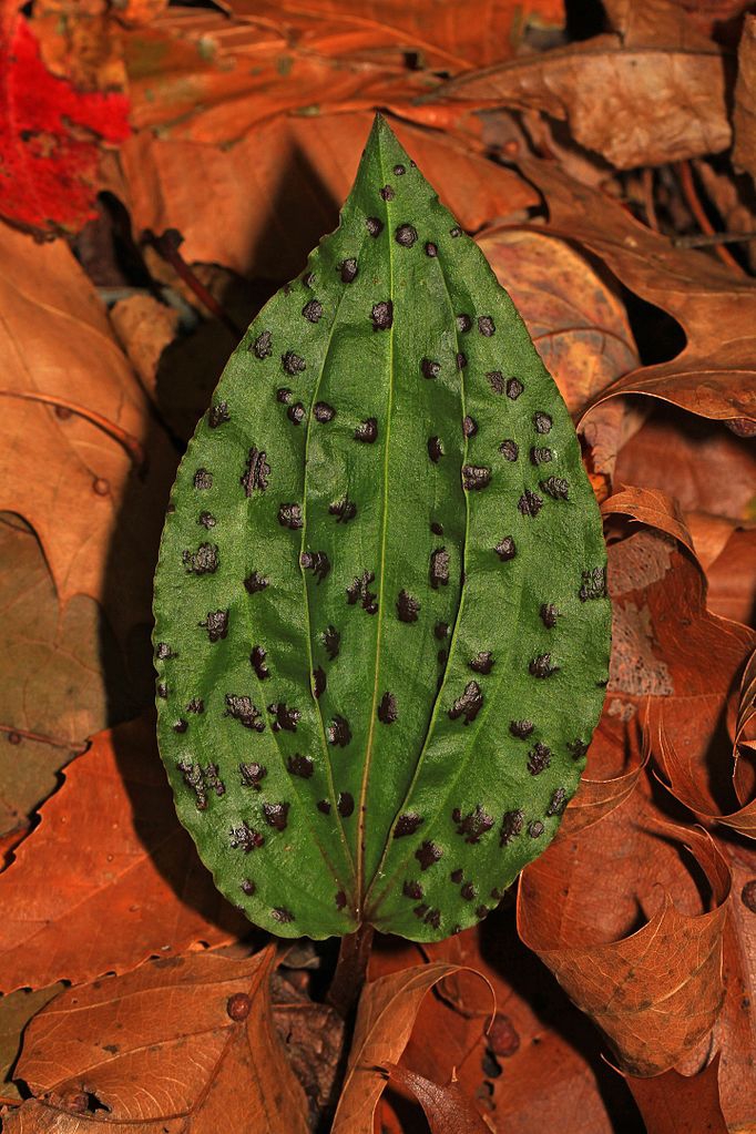 Leaf with raised purple spots