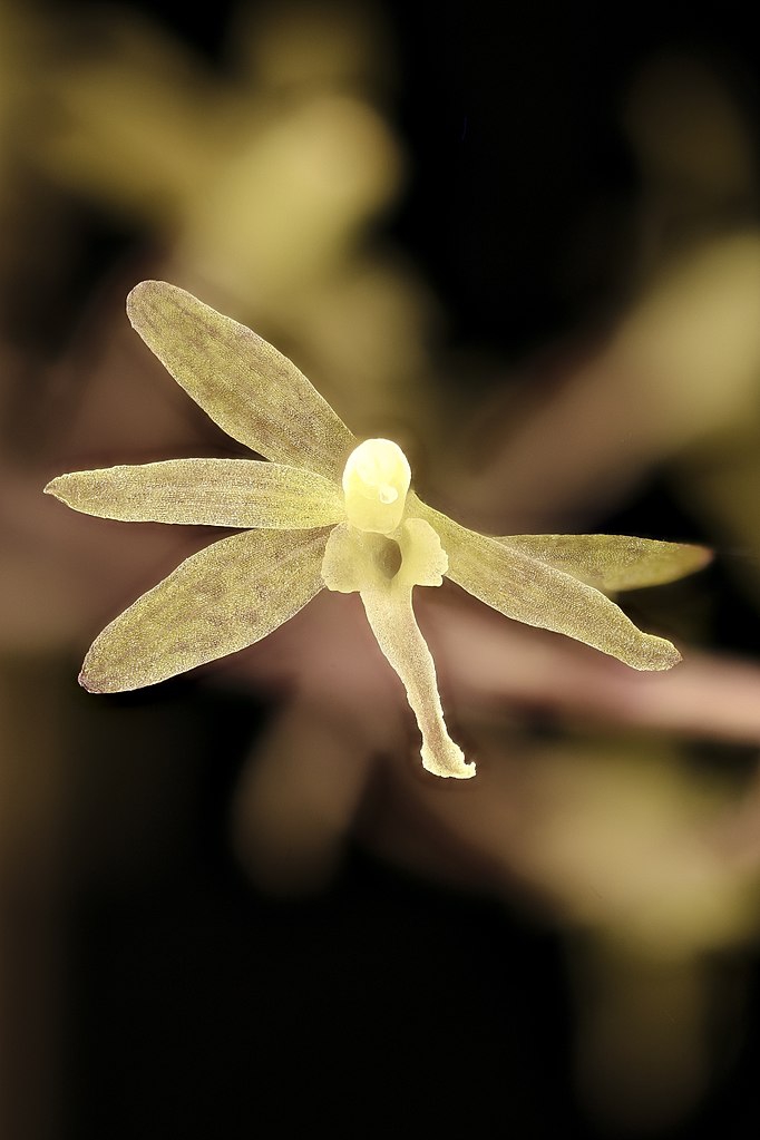 Flower front view