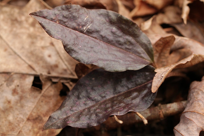 A plant with a single, all-purple leaf.