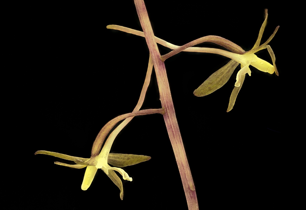 Side view and stem