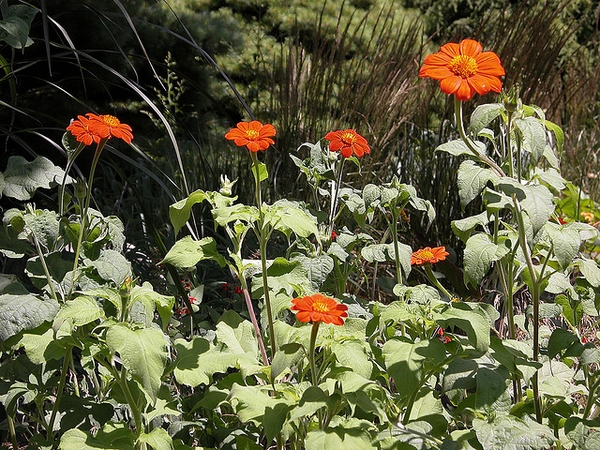 Form in bloom