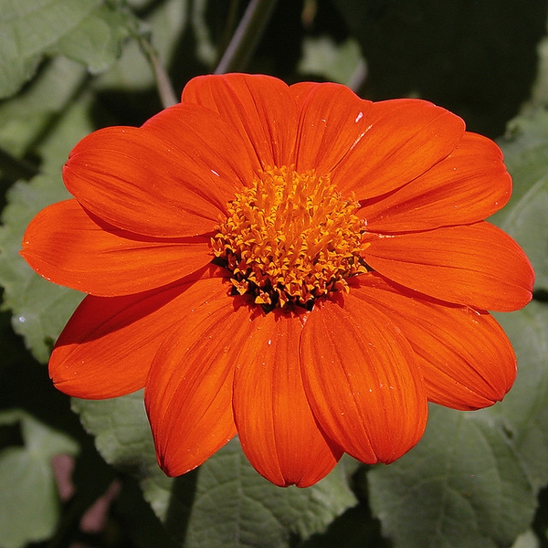 Flower detail