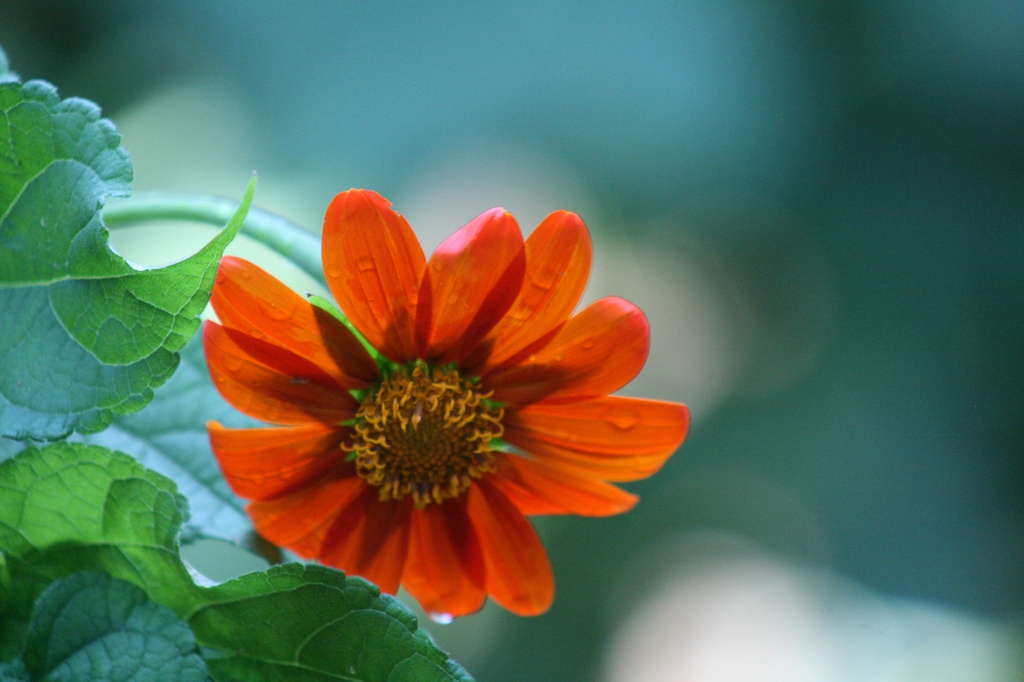 Flower Close-up (Johnston, NC)