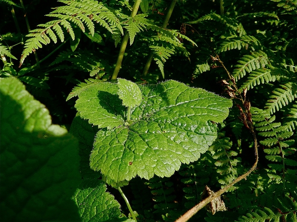 Leaf and plantlet