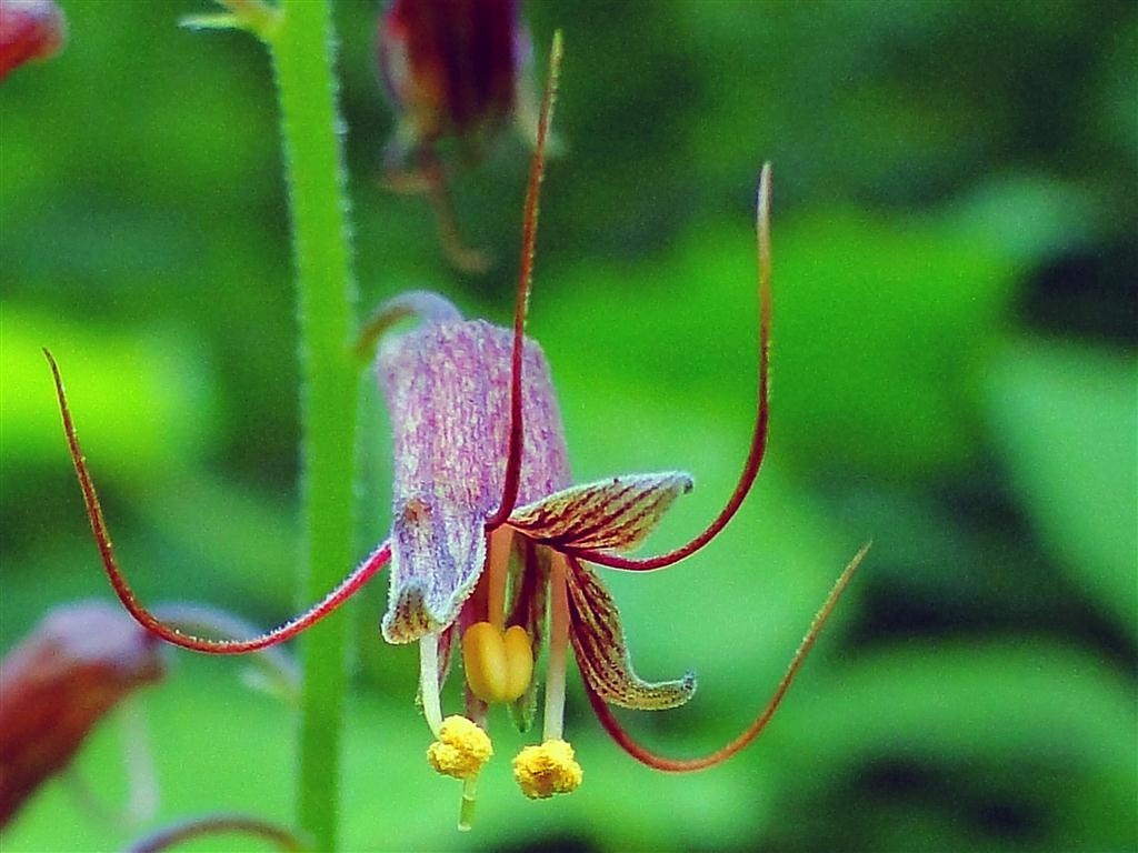 Flower detail