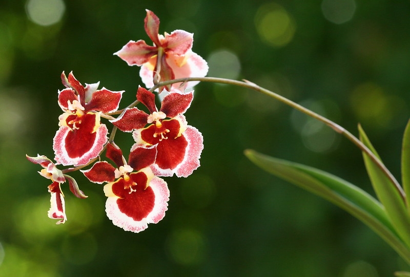 cluster of pink, red and white flowers