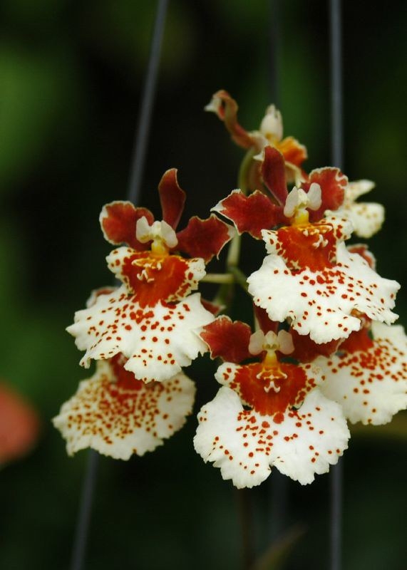 cluster of red and white flowers