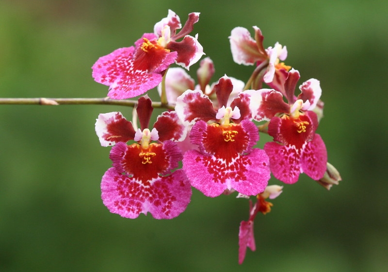 cluster of pink, red and white flowers