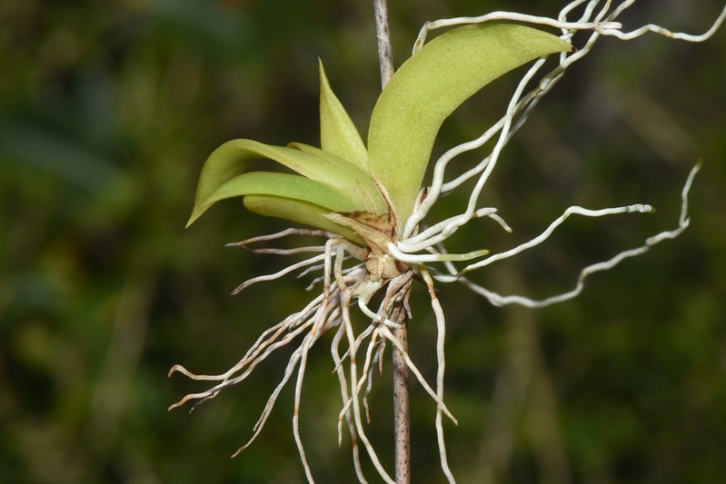 Fan-shaped plant with many aerial roots barely clinging to twig.