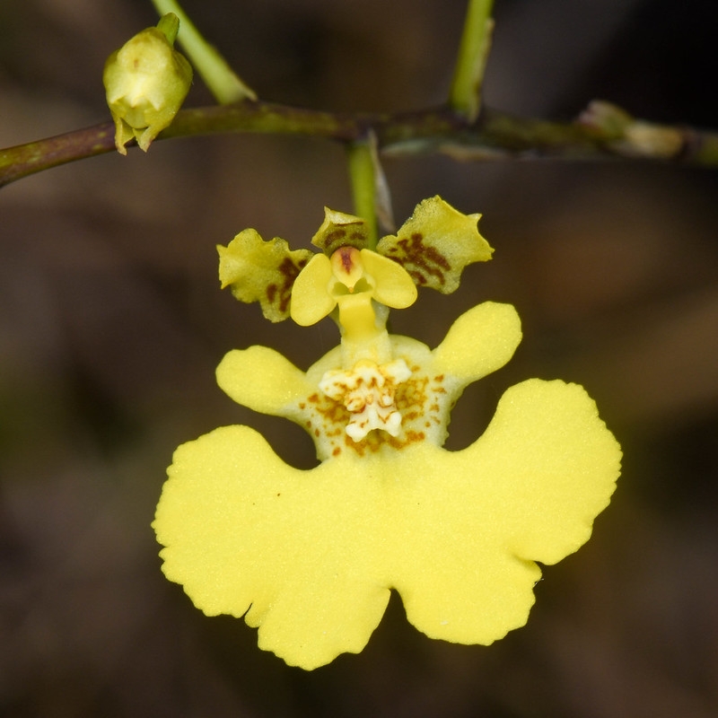 Close-up on a pure yellow flower with some brown & gold markings