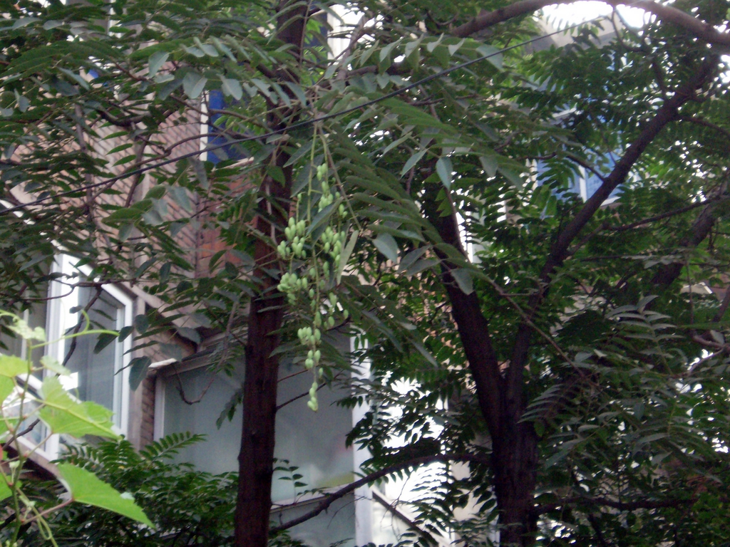 Pendulous white flowers