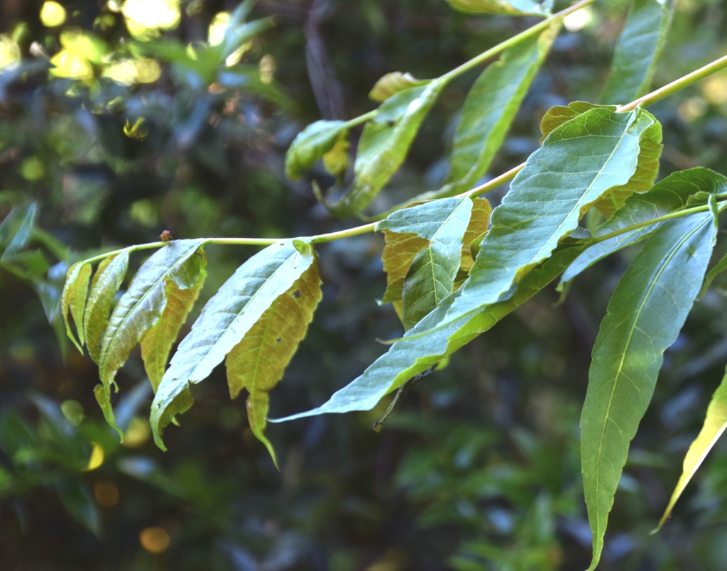 Branch and leaves