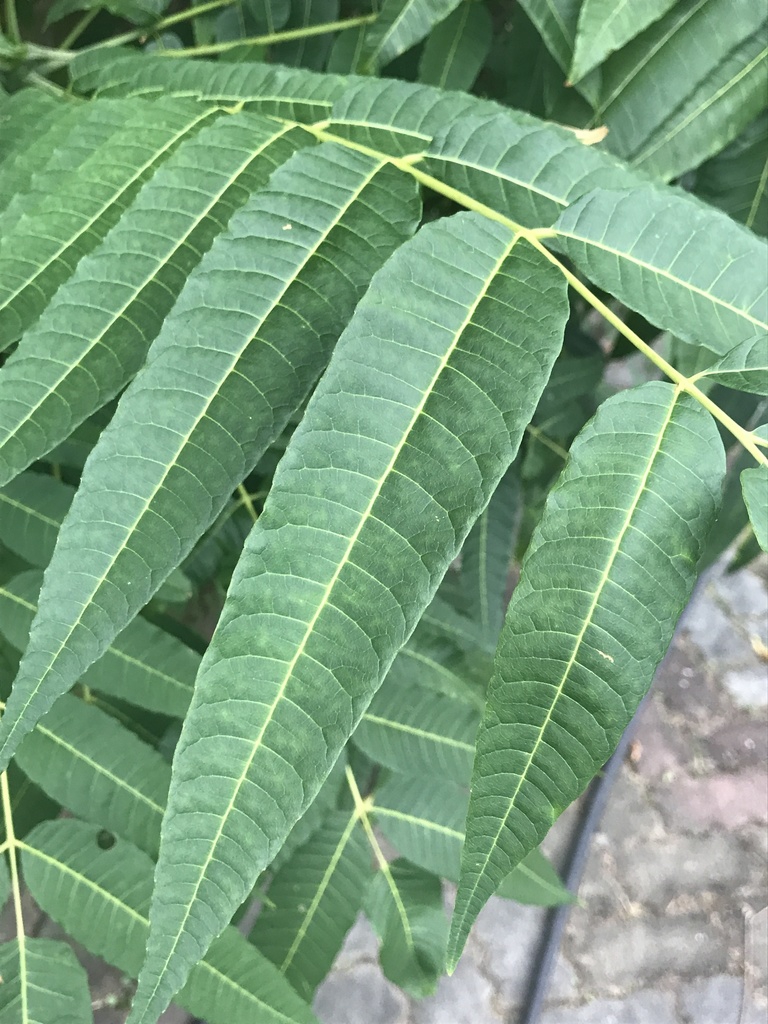 Underside of leaf