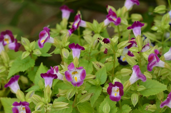Form